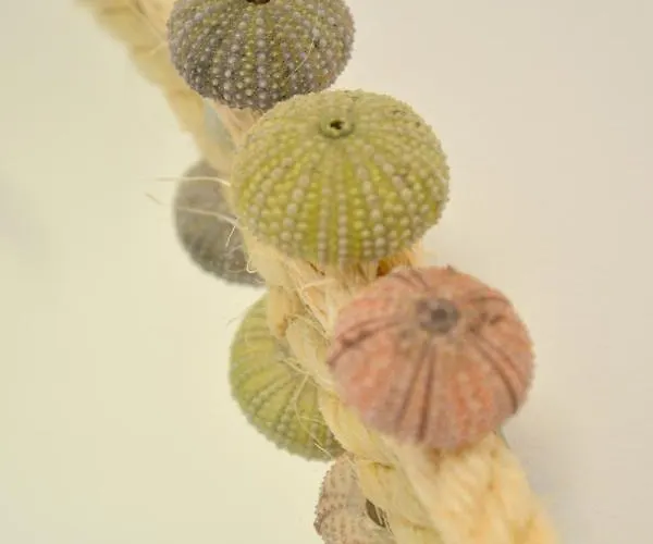 Дом отдыха Veranda House Поллония